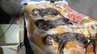 جزئیات سزارین "ایران" یوزپلنگ ایرانی  / اکبری: جنسیت سه یوزپلنگ تازه متولدشده، هنوز مشخص نیست