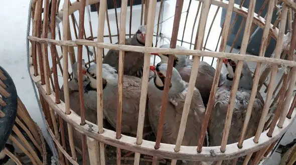 کشف و ضبط محموله کبک وحشی از شکارچیان غیر مجاز در بهارستان

