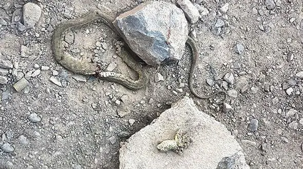 خانواده ای از ترس مار بیچاره را له کردند + عکس 