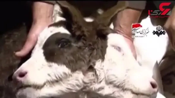 تولد گوساله دوسر در بستان آباد + فیلم 