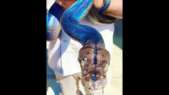 مار آبی خوش خط و خال در دستان صاحبش + فیلم