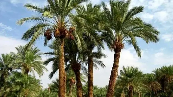 آیا می‌ دانستید این درخت می‌ تواند عاشق شود؟