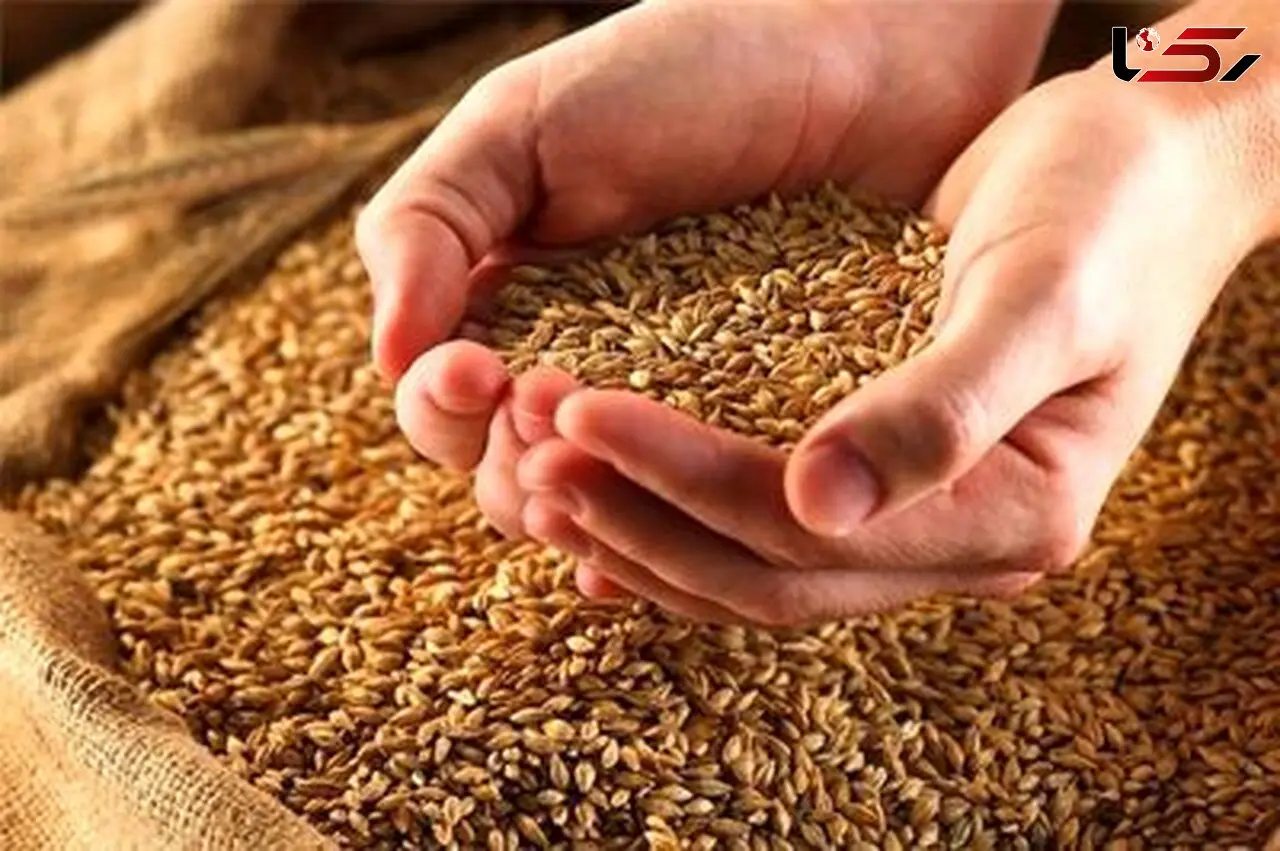 پرداخت طلب گندم‌کاران تا هفته آینده