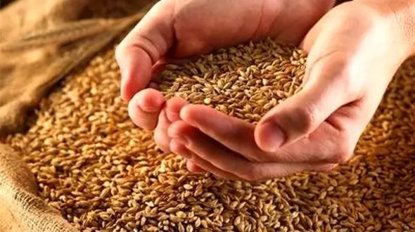 پرداخت طلب گندم‌کاران تا هفته آینده