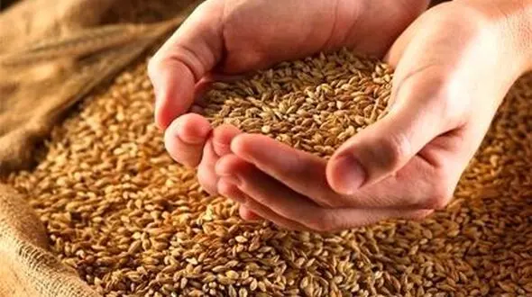پرداخت طلب گندم‌کاران تا هفته آینده