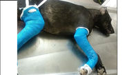 عکس تلخ از سگی که دست و پایس توسط سگ آزار رودسری شکسته شد + جزییات بازداشت