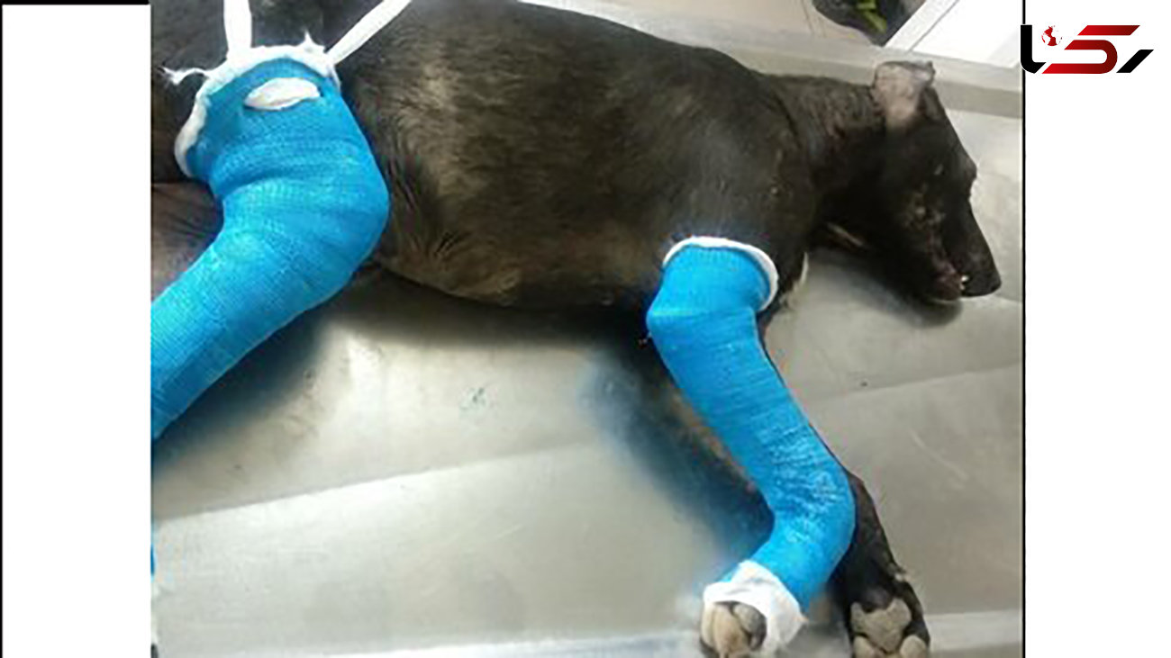 عکس تلخ از سگی که دست و پایس توسط سگ آزار رودسری شکسته شد + جزییات بازداشت