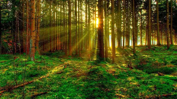 پشت پرده فروش خاک جنگل های شمال در میدان ونک کیلویی 5000 هزار تومان  /  آیا منابع طبیعی یک ملت قابل فروش است ؟