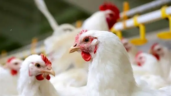 گران فروشی مرغ در بازار ادامه دارد