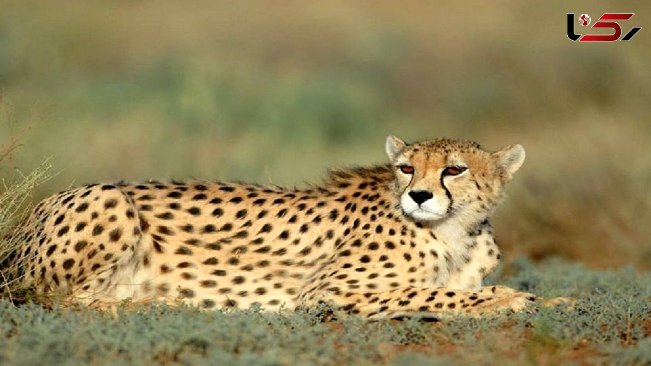 ۱۲۸ گونه حیات وحش ایران در معرض خطر انقراض قرار دارند 