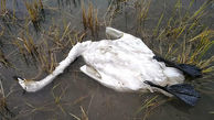 دلیل مرگ قوها در فریدونکنار مشخص شد/ تکرار تلخ تراژدی مرگ پرندگان مهاجر