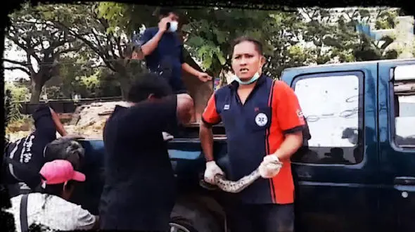  وحشت کشاورز با مشاهده مار پیتون + فیلم