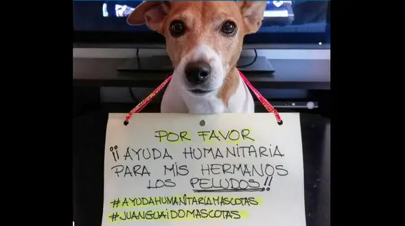 فاجعه / فقرای گرسنه در ونزوئلا سگ و گربه های خیابان را می خورند !+عکس