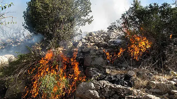 برخورد شدید قضایی در انتظار آتش‌افروزان جنگل‌های بویراحمد + فیلم