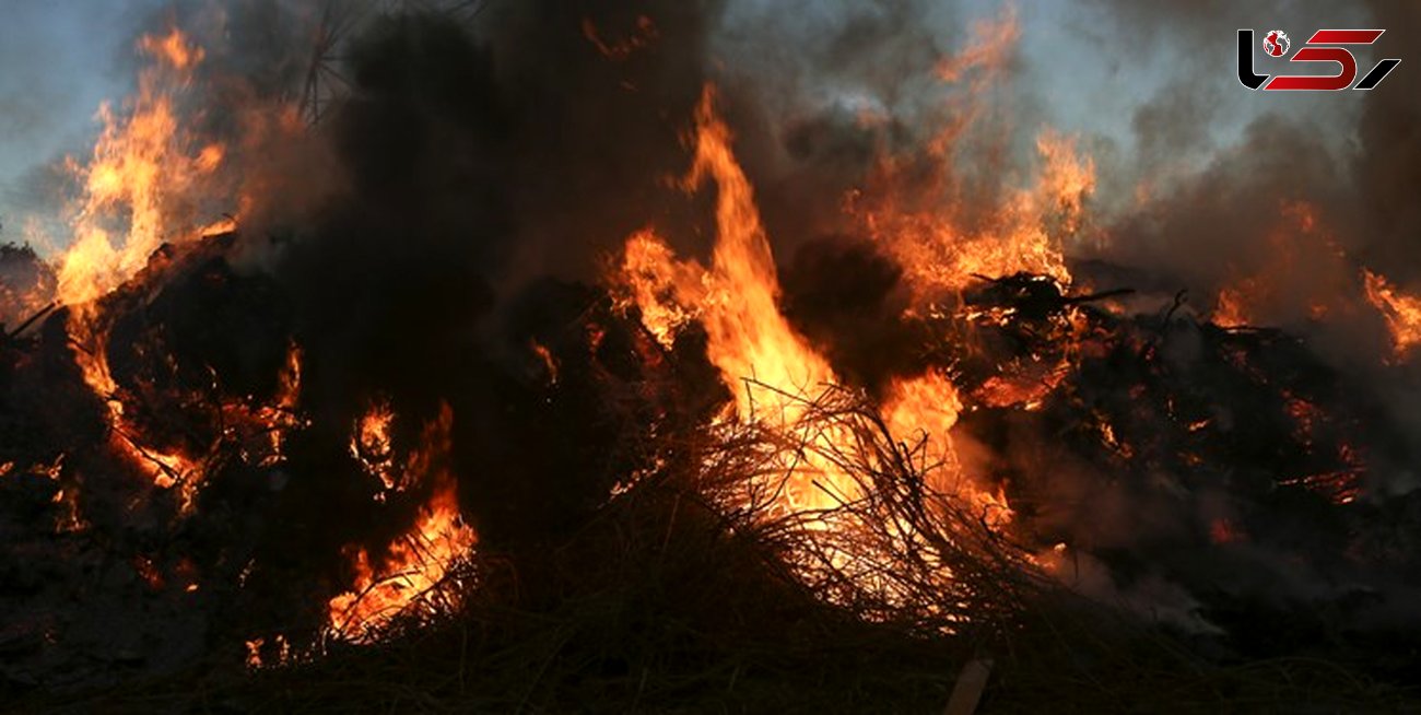 بلوط‌های یک‌هزار ساله در آتش خاکستر شدند/ پایانی تلخ برای زاگرس + فیلم
