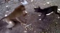 فیلم کتک کاری سگ و میمون برای خوردن غذا
