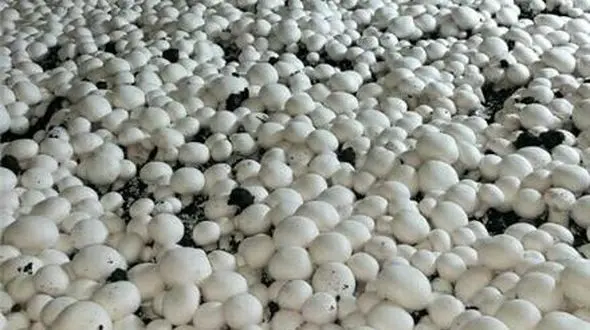 ۹۰۰ تن قارچ خوراکی در قروه با فعالیت ۱۲ واحد صنعتی و خانگی پرورش و تولید می شود