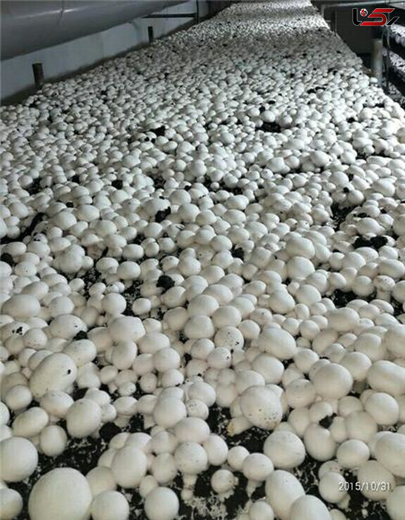 ۹۰۰ تن قارچ خوراکی در قروه با فعالیت ۱۲ واحد صنعتی و خانگی پرورش و تولید می شود