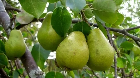 جسم تان را با این میوه پرقدرت کنید