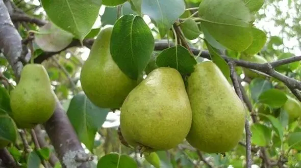 جسم تان را با این میوه پرقدرت کنید
