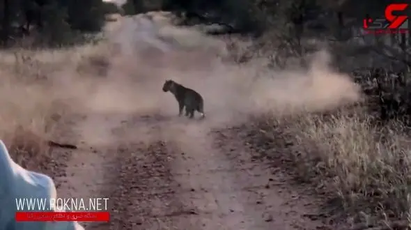 پلنگ گرسنه دو گوزن درگیر را از هم جدا کرد+فیلم
