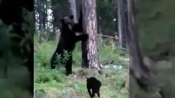 فرار خرس از یک گربه + فیلم 