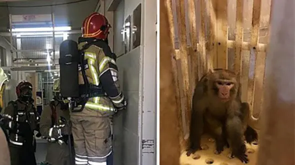 میمون فراری بلاخره دستگیر شد!+عکس