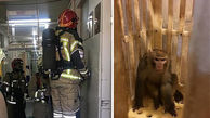میمون فراری بلاخره دستگیر شد!+عکس