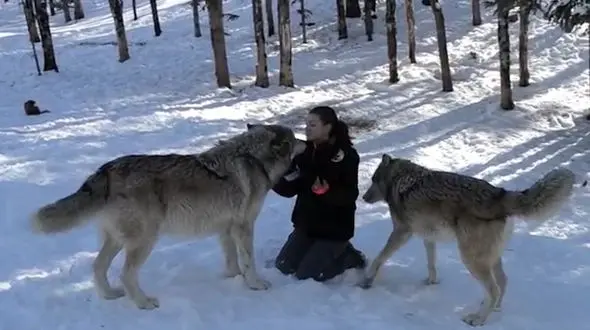 کسی جرات نزدیک شدن به دوستان این زن را ندارد! +فیلم