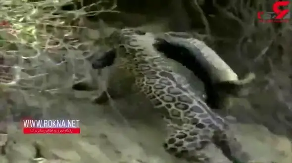 لحظه شکار یک کروکدیل توسط پلنگ خالدار + فیلم