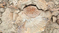 کشف فسیل های جانوری قدیمی در کوه‌های روستای رودیک چابهار + عکس