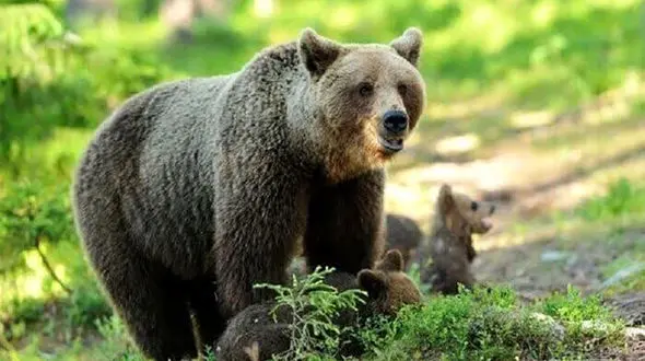 فیلم زیبای پرسه های یک خرس و توله‌هایش در جنگل‌های رامسر