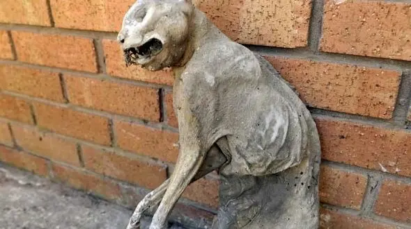 کشف جسد مومیایی شده در دیوار خانه + عکس 