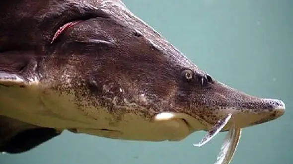 خطر انقراض ماهیان خاویاری خزر