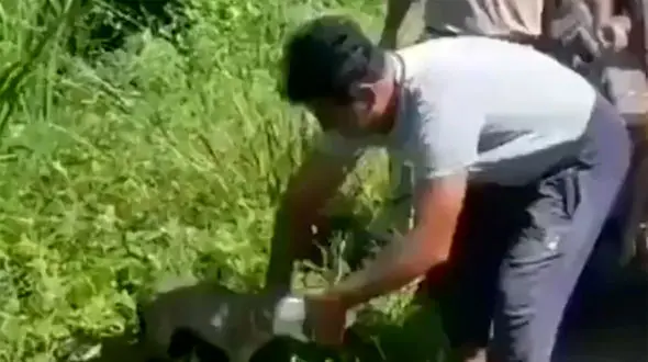 فیلم اقدام ناباورانه در صحنه نجات یک روباه توسط مرد ایرانی! 