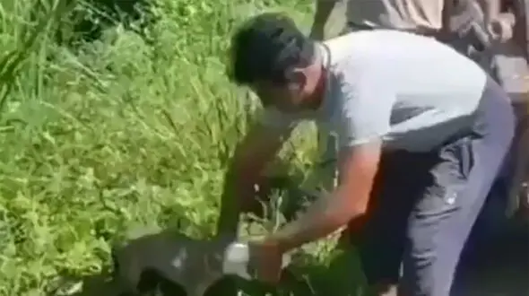 فیلم اقدام ناباورانه در صحنه نجات یک روباه توسط مرد ایرانی! 