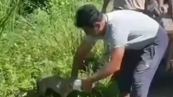 فیلم اقدام ناباورانه در صحنه نجات یک روباه توسط مرد ایرانی! 