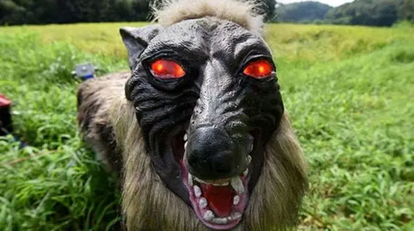 این گرگ‌ها  ناجی ژاپن شدند ! / واقعیت است افسانه نیست ! + عکس ها