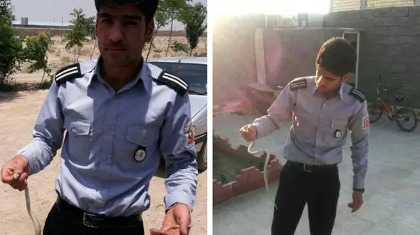 جا خوش کردن مار جعفری در یک پراید! + عکس