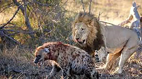 از جذابیت های حیات وحش / فیلم دلخراش از دنیای حیوانات که دیدنش دل شیر می خواهد 