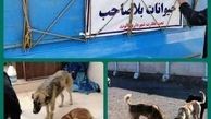 اجرای طرح جمع آوری و ساماندهی سگ های بلاصاحب