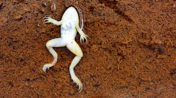 تاکتیک مرگ مصلحتی؛ حیله هوشمندانه برای دوری از جفت‌ گیری