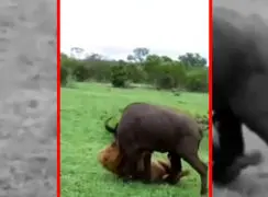 فیلم حمله مرگبار شیر نر به گاومیش