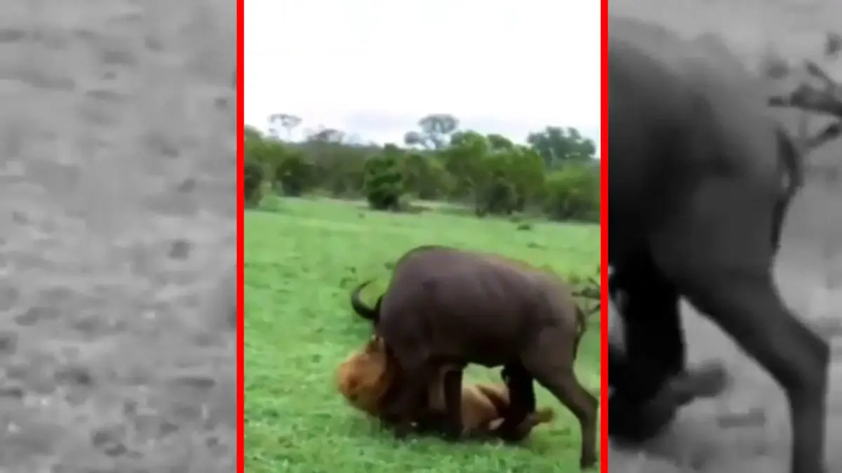 فیلم حمله مرگبار شیر نر به گاومیش