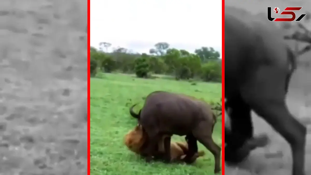 فیلم حمله مرگبار شیر نر به گاومیش