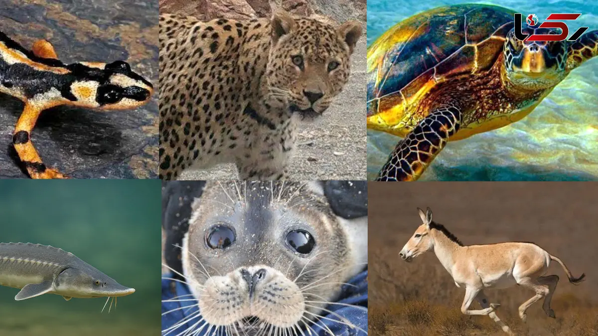 ایران به کانون انقراض حیات وحش تبدیل شده است! / محیط‌زیست ایران گرفتار سازمانی کم توان و کم‌اختیار + فیلم