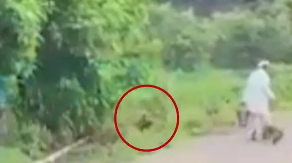 فیلم حمله کفتار به یک مرد وسط خیابان