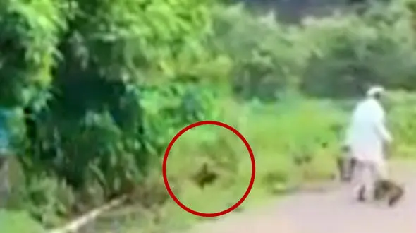 فیلم حمله کفتار به یک مرد وسط خیابان