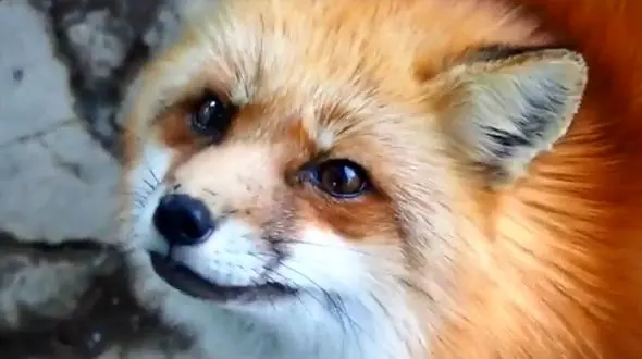 دهکده دلرباهای کارتونی در ژاپن  + فیلم