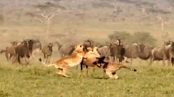 فیلم حمله هماهنگ دو جگوار به گوزن یالدار
